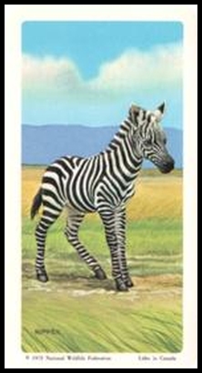 72BBATY 36 Burchell's or Common Zebra